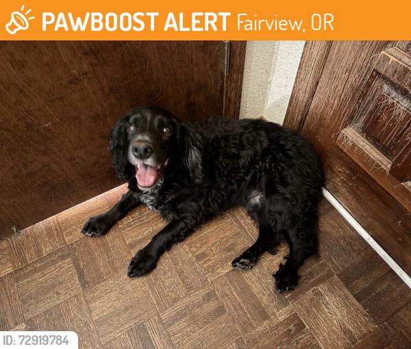 Found/Stray Male Dog last seen NE 199th & Holladay, Fairview, OR 97024