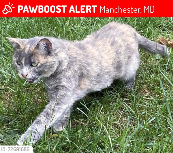 Lost Female Cat last seen Sutton Ct. and Bachman Rd., Manchester, MD, Manchester, MD 21102