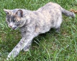 Lost Female Cat last seen Sutton Ct. and Bachman Rd., Manchester, MD, Manchester, MD 21102
