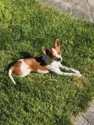 Reunited Male Dog last seen Near S Mullen St, Tacoma, WA 98409, USA, Tacoma, WA 98409