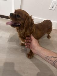 Found/Stray Male Dog last seen County Rd 5300, Shallowater, TX 79363