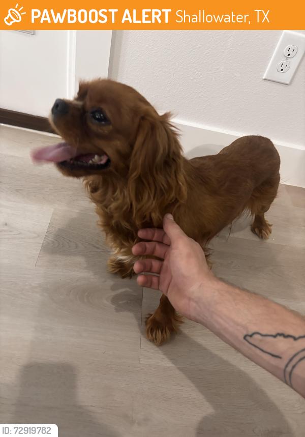Found/Stray Male Dog last seen County Rd 5300, Shallowater, TX 79363