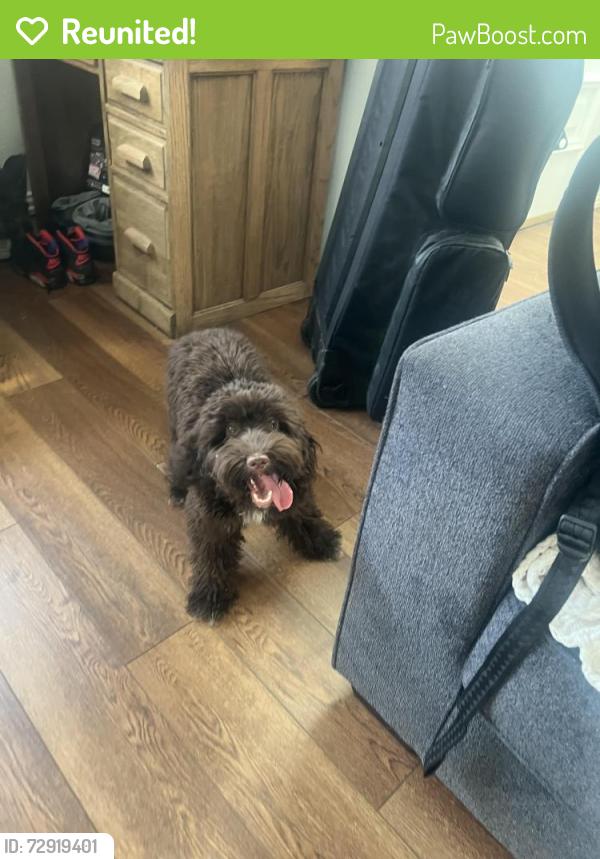 Reunited Female Dog last seen Stone creek neighborhood , Carrollton, TX 75007