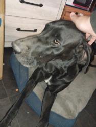 Reunited Female Dog last seen Gardener ln and Romero rd, Tucson, AZ 85705