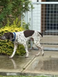 Reunited Male Dog last seen Gessner, Houston, TX 77080