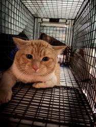 Found/Stray Male Cat last seen Pecos and Dobson, Chandler, AZ 85224