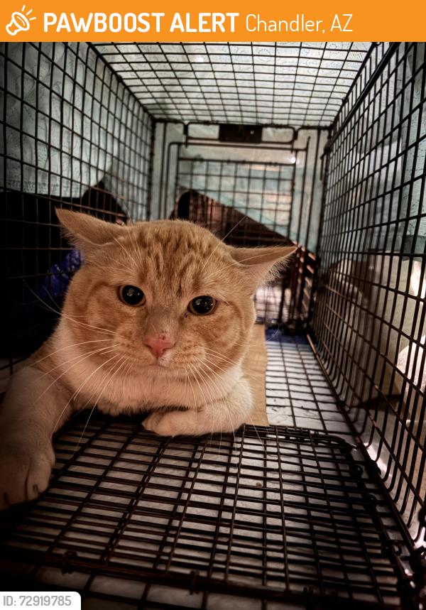 Found/Stray Male Cat last seen Pecos and Dobson, Chandler, AZ 85224