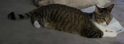 Lost Female Cat last seen Deer springs & aliante, North Las Vegas, NV 89084