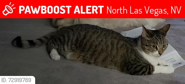 Lost Female Cat last seen Deer springs & aliante, North Las Vegas, NV 89084