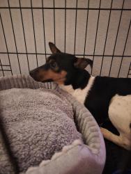 Found/Stray Male Dog last seen W Waters and Redbraes Dr town n country/ westchase area, Tampa, FL 33612
