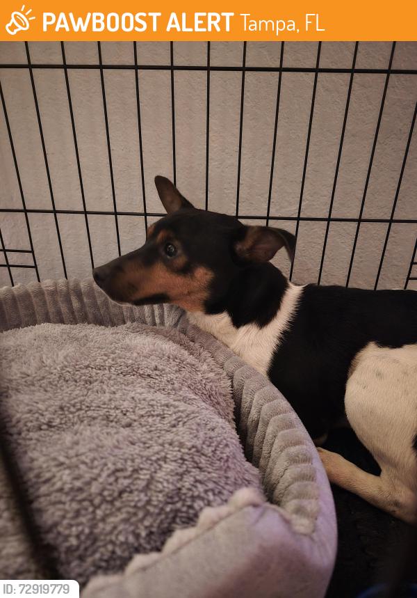 Found/Stray Male Dog last seen W Waters and Redbraes Dr town n country/ westchase area, Tampa, FL 33612