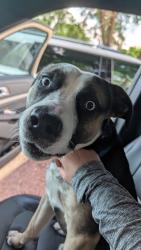 Found/Stray Unknown Dog last seen W 4th St and N Spring Ave, Sioux Falls, SD 57104