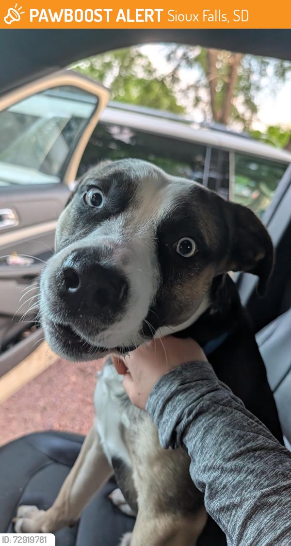 Found/Stray Unknown Dog last seen W 4th St and N Spring Ave, Sioux Falls, SD 57104