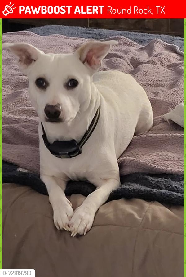 Lost Male Dog last seen Petco/applebees on La frontera, Round Rock, TX 78728