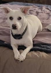Lost Male Dog last seen Petco/applebees on La frontera, Round Rock, TX 78728