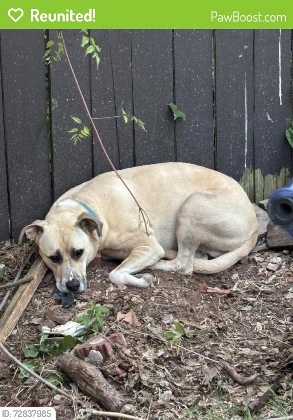 Reunited Unknown Dog last seen Near nw 13th st, Oklahoma City, OK 73107