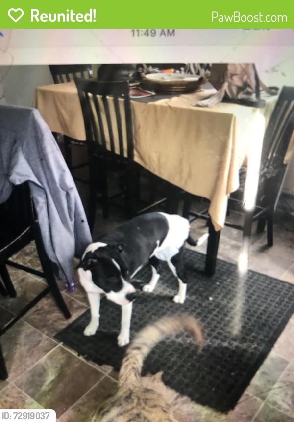 Reunited Female Dog last seen Conway and earl, Maplewood, MN 55119