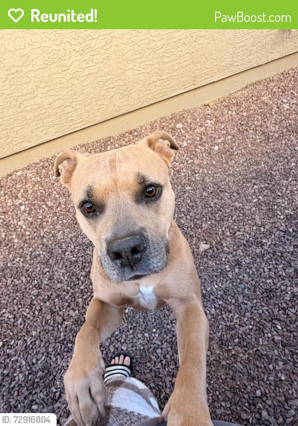 Reunited Female Dog last seen Near 51st Ave, Glendale, AZ 85306, USA, Glendale, AZ 85306