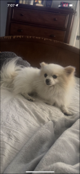 Lost Male Dog last seen Orleans, Newark, CA 94560