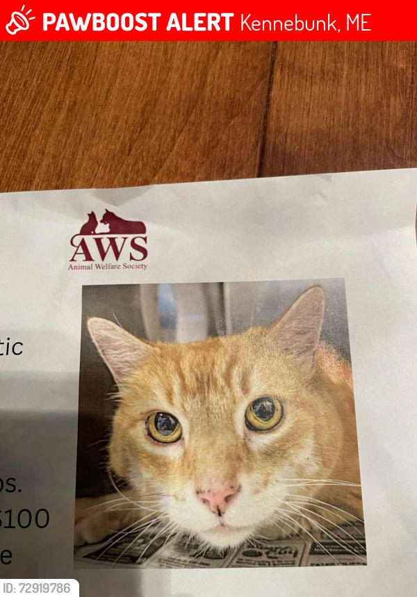 Lost Male Cat last seen Grant Farm - Western Ave and Sea Rd, Kennebunk, ME 04043