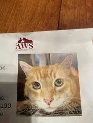 Lost Male Cat last seen Grant Farm - Western Ave and Sea Rd, Kennebunk, ME 04043