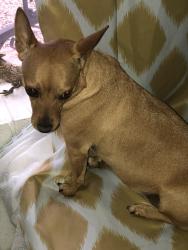 Reunited Female Dog last seen Coors and Namaste , Albuquerque, NM 87120