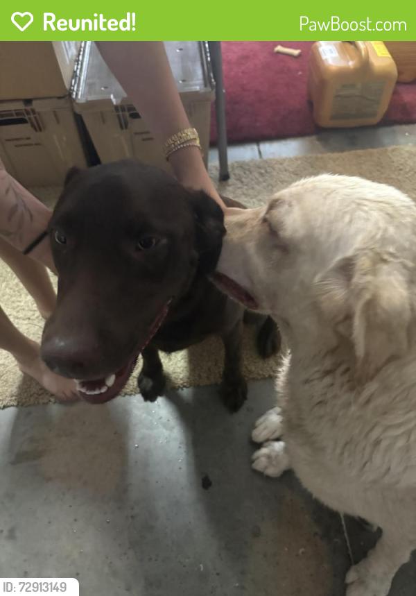 Reunited Male Dog last seen Sterling hills, FL, Spring Hill, FL 34609