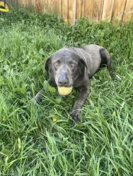 Reunited Female Dog last seen Canon Ridge Neighborhood, Edmonton, AB T5A
