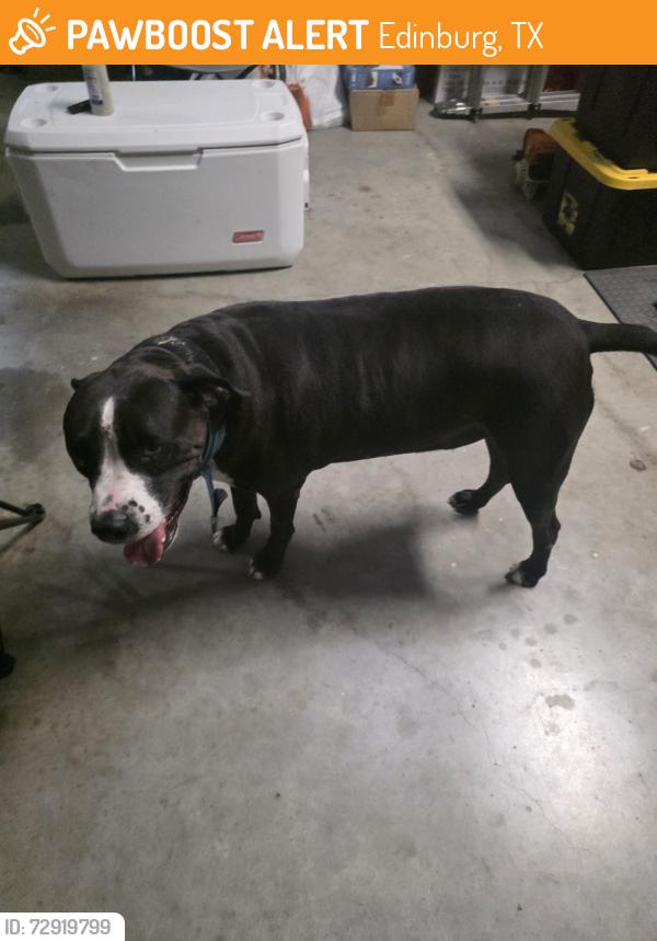 Found/Stray Female Dog last seen Shalom Dr. , Edinburg, TX 78539