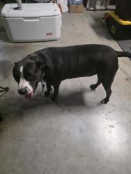 Found/Stray Female Dog last seen Shalom Dr. , Edinburg, TX 78539