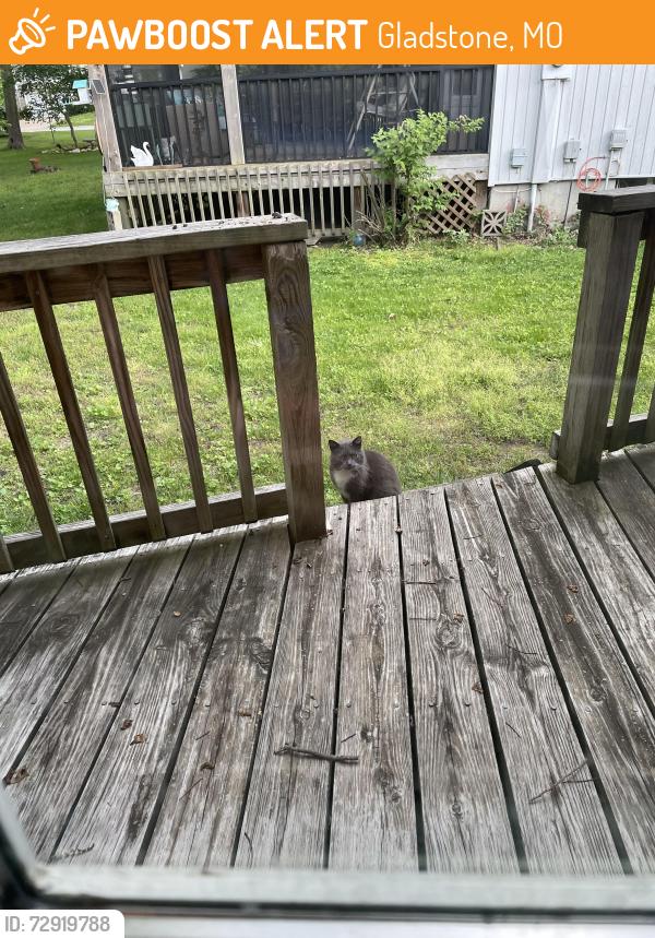 Found/Stray Unknown Cat last seen Near Brooktree Lane and Wild Plum Lane , Gladstone, MO 64119