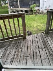 Found/Stray Unknown Cat last seen Near Brooktree Lane and Wild Plum Lane , Gladstone, MO 64119
