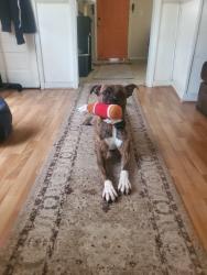 Reunited Male Dog last seen Harmony school , Harmony, NC 28634