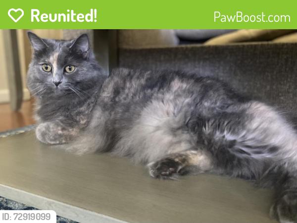 Reunited Female Cat last seen Russel Road - Bill St - Sams Rd - Williams Mill Rd , Rockford, TN 37853