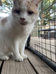 Reunited Male Cat last seen Shady Hill Ln, Arlington, Tx, Arlington, TX 76016