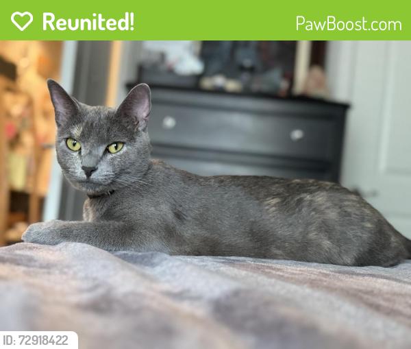Reunited Female Cat last seen Avery ranch blvd and riviera springs , Cedar Park, TX 78613