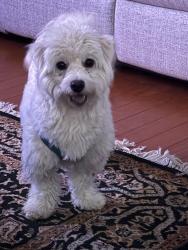 Reunited Male Dog last seen Beverly Rd & Christopher St., Montclair, NJ 07043