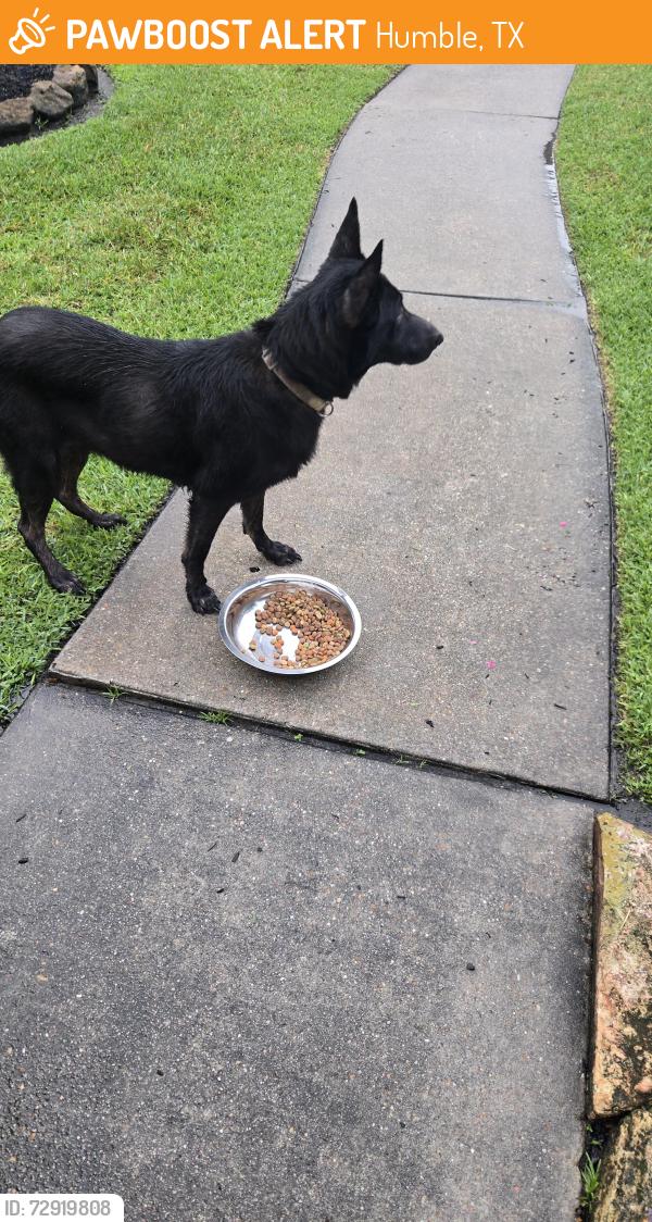 Found/Stray Male Dog last seen Summer oaks and oaks briar, Humble, TX 77346