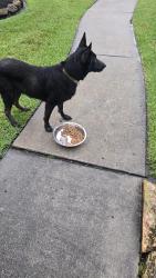 Found/Stray Male Dog last seen Summer oaks and oaks briar, Humble, TX 77346