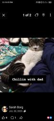 Lost Female Cat last seen Power St and Burwood Rd Hawthorne , Hawthorn, VIC 3122