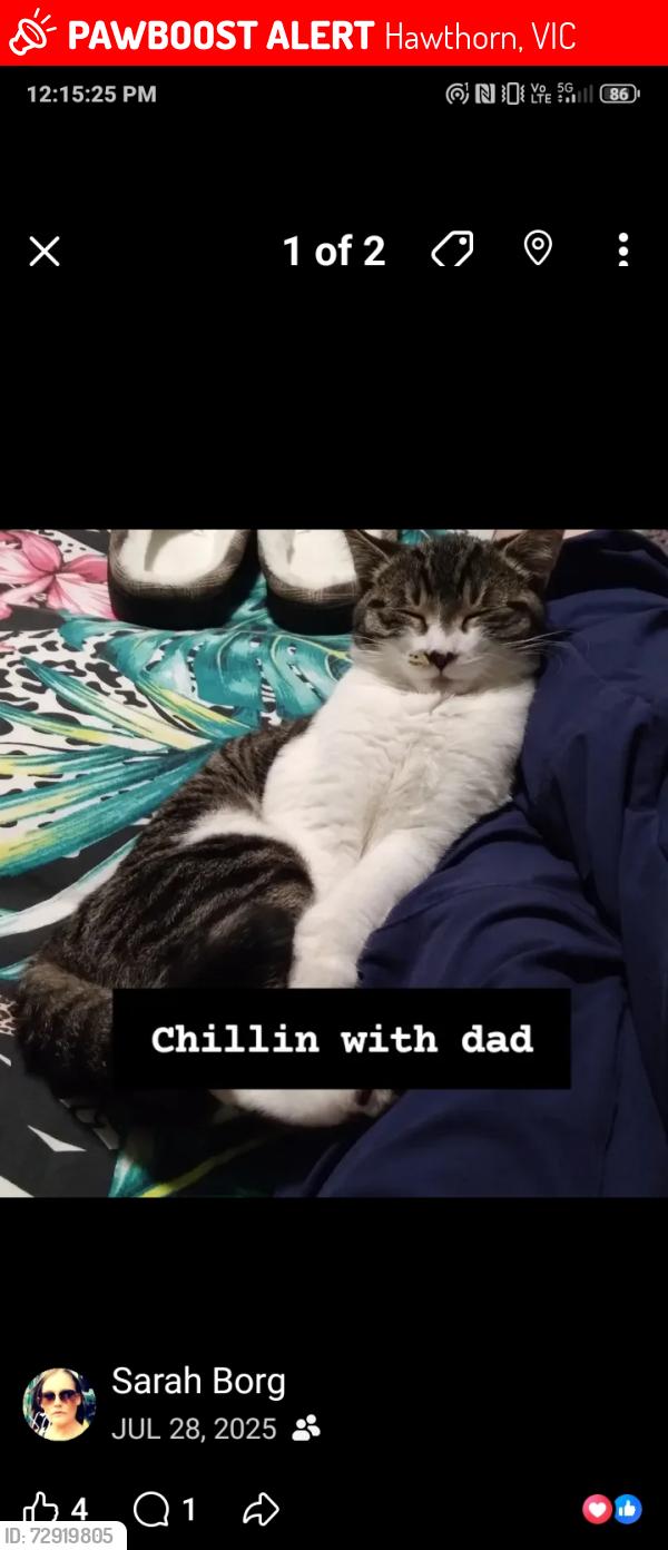 Lost Female Cat last seen Power St and Burwood Rd Hawthorne, Hawthorn, VIC 3122