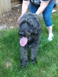 Reunited Male Dog last seen Baxter & Windom , Larimer County, CO 80526