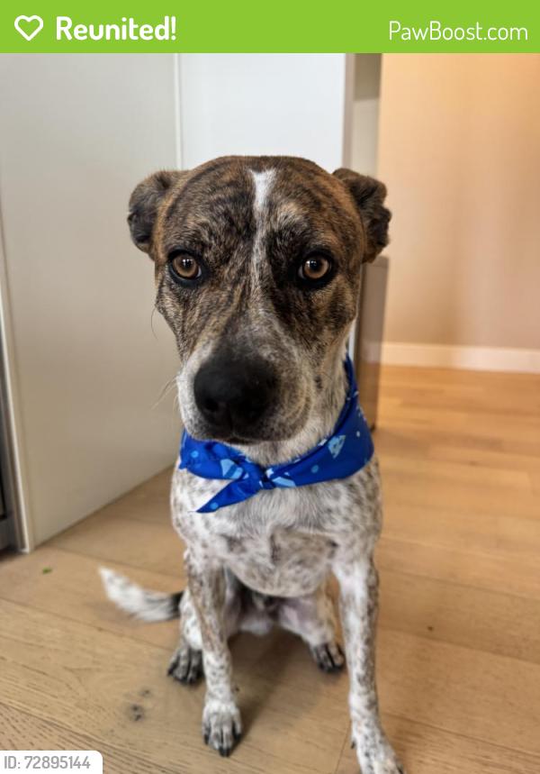 Reunited Male Dog last seen 13th and black arroyo , Rio Rancho, NM 87124