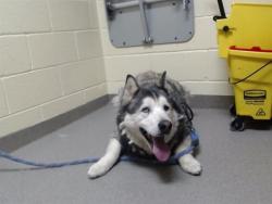 Shelter Stray Male Dog last seen Near BLOCK N DURHAM CT, DENVER CO 80239, Denver, CO 80223