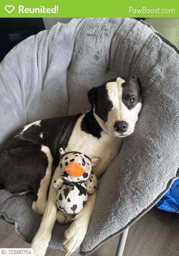 Reunited Female Dog last seen Mickey’s Dog Park, Killeen, TX 76543