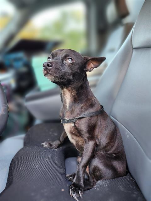 Shelter Stray Male Dog last seen Near BLOCK AMANDA, San Antonio, TX 78227