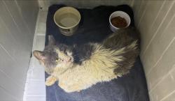 Shelter Stray Male Cat last seen Near BLOCK MINERS HILL, San Antonio, TX 78227