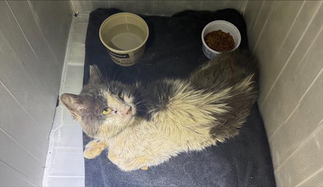 Shelter Stray Male Cat last seen Near BLOCK MINERS HILL, San Antonio, TX 78227
