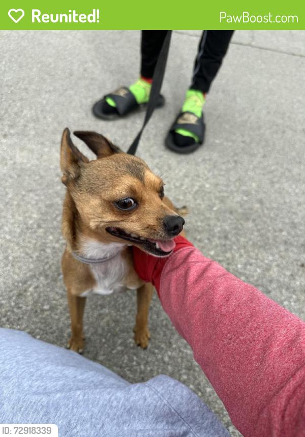 Reunited Male Dog last seen E 47th St, Indianapolis, IN 46226, USA, Indianapolis, IN 46226