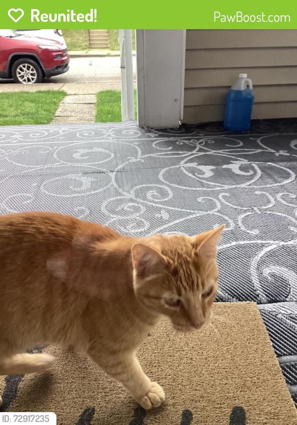 Reunited Unknown Cat last seen Moore Street. Near Valos Candy , Arnold, PA 15068